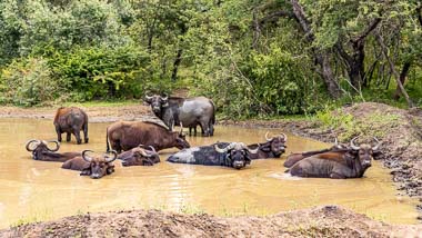 Phelwana Game Lodge - Game Drives