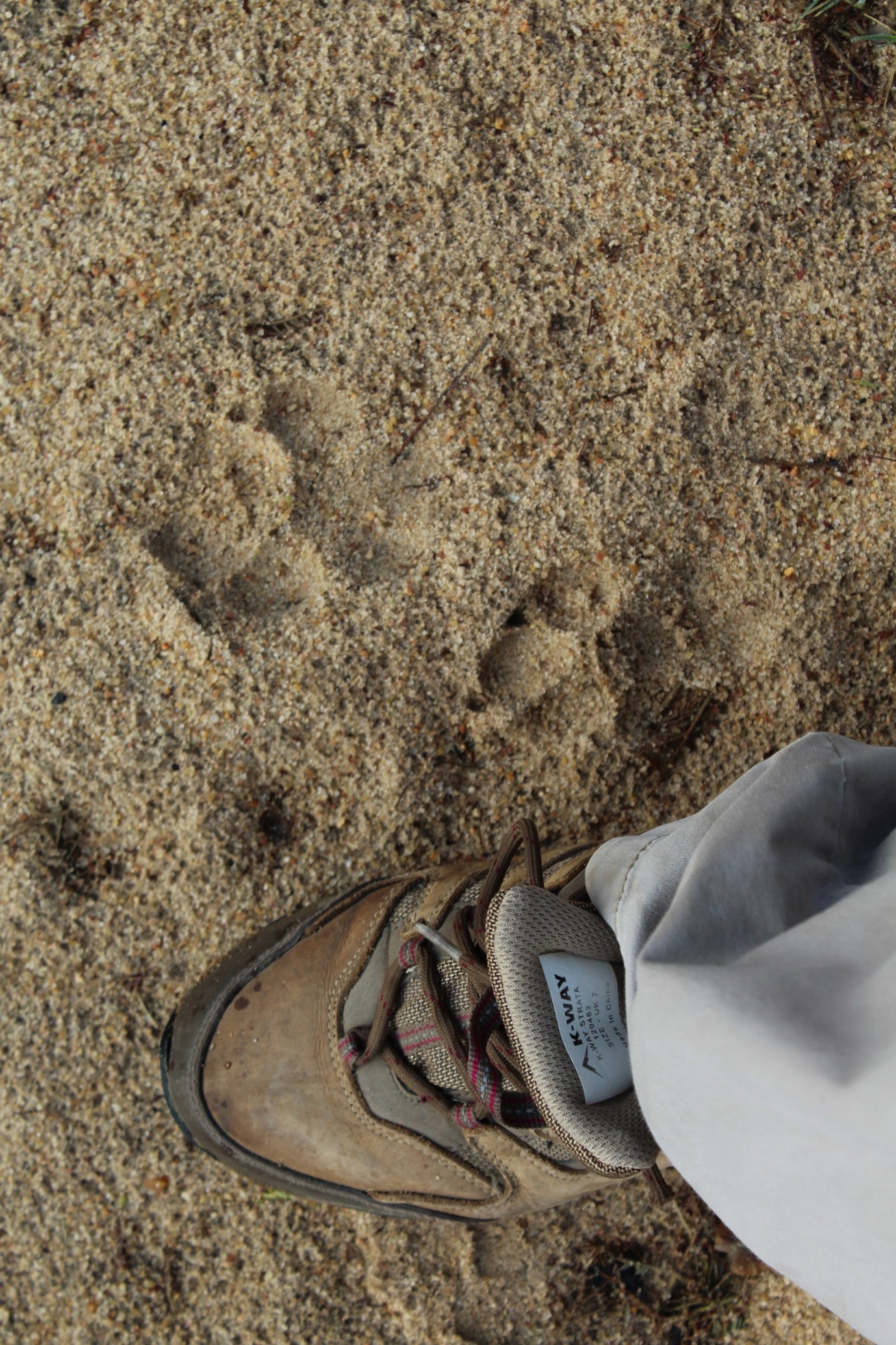 Hyena Tracks seen on a morning Bush Walk