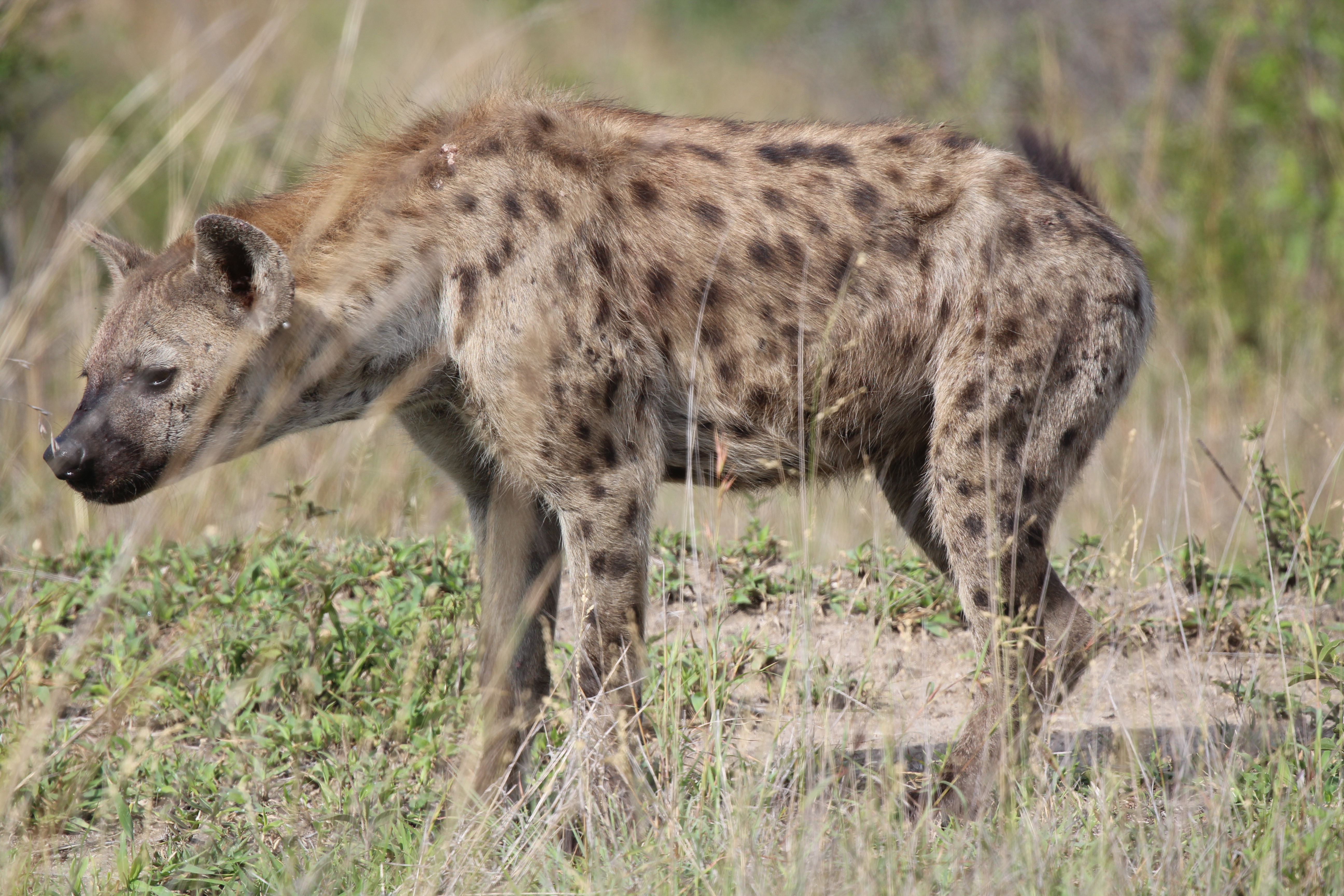 A Spotted Hyena