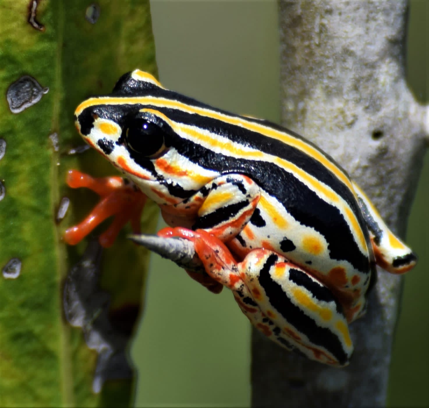 Painted Reed Frog. Source: Frogs of Southern Africa Book
