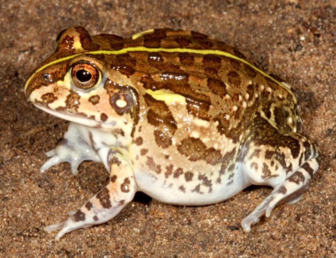 African Bull Frog. Source: Frogs of Southern Africa Book