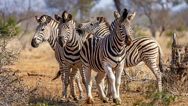 Kruger National Park